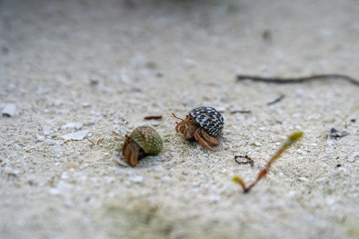 Responsible Shore Excursions: MSC Protectours